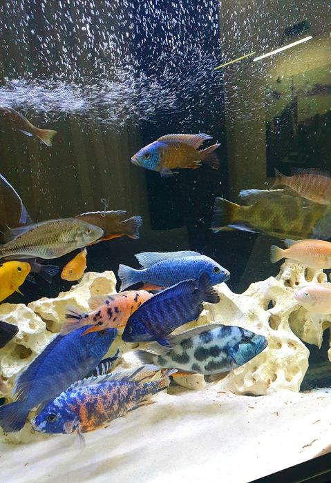 Акварумга тошлар табиий 18 кило.