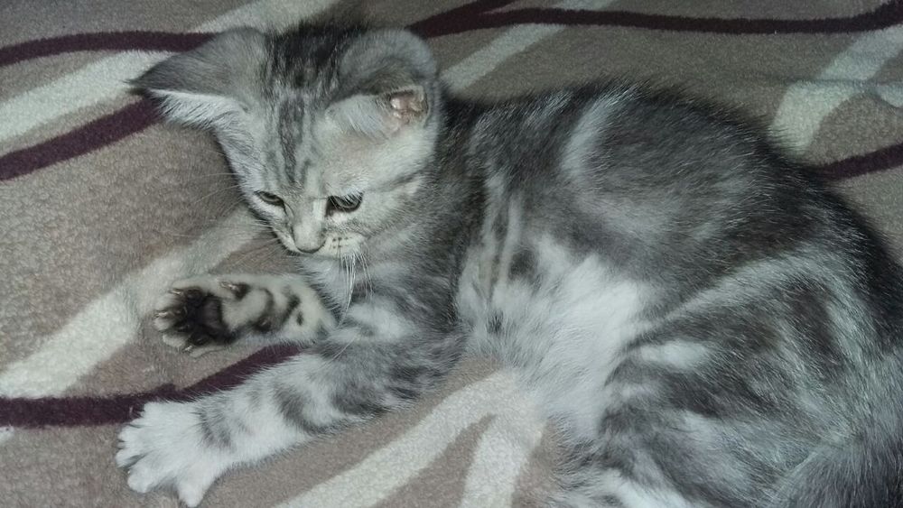 Мейн кун+скоттиш страйт.