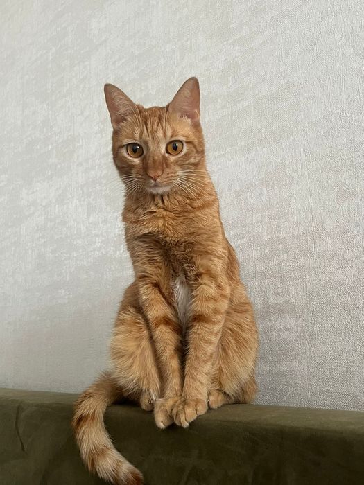 Кошка в добрые руки