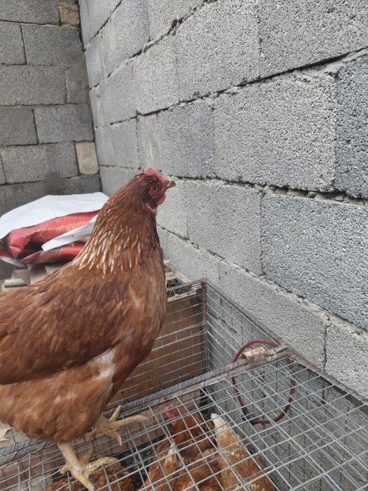 Ломан браун Леггорн