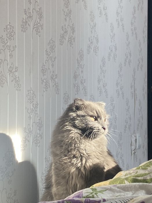 Отдам кота  Бесплатно