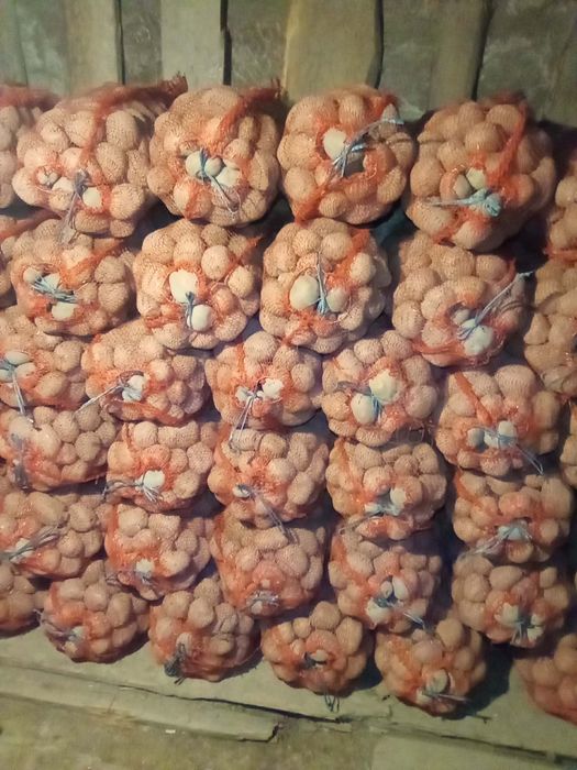 Cartofi consum Bellarosa