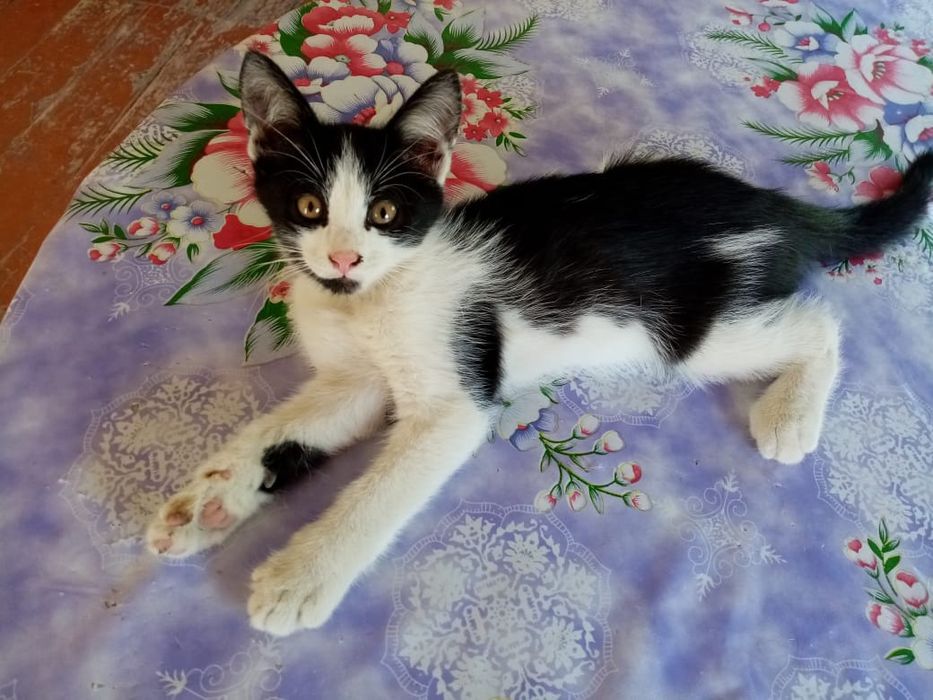 Отдам котят в добрые руки