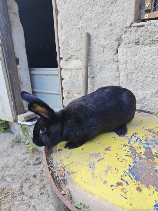 Калифорнийски зайци и други