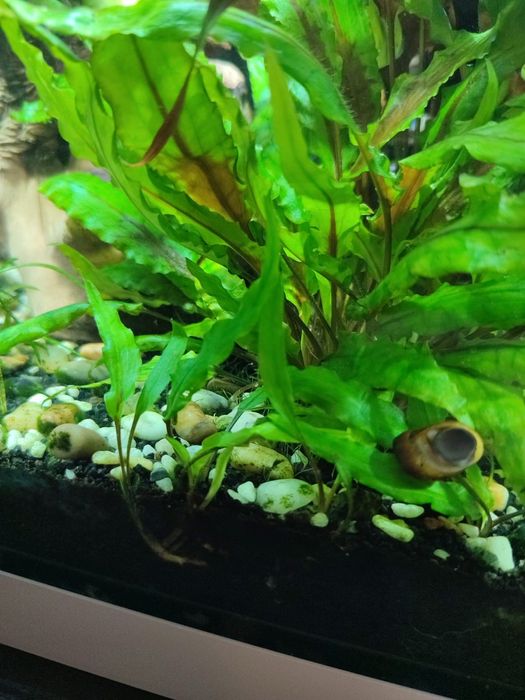 Аквариумные растения " Криптокорина вендта"