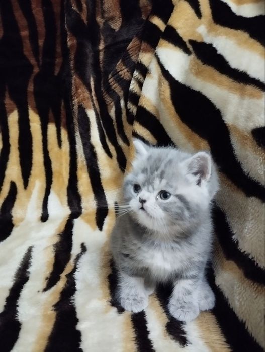 Продаёться Котёнок