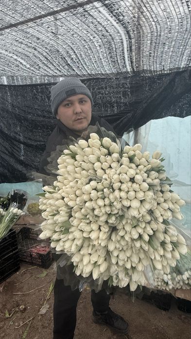 Тюльпан премиум качество