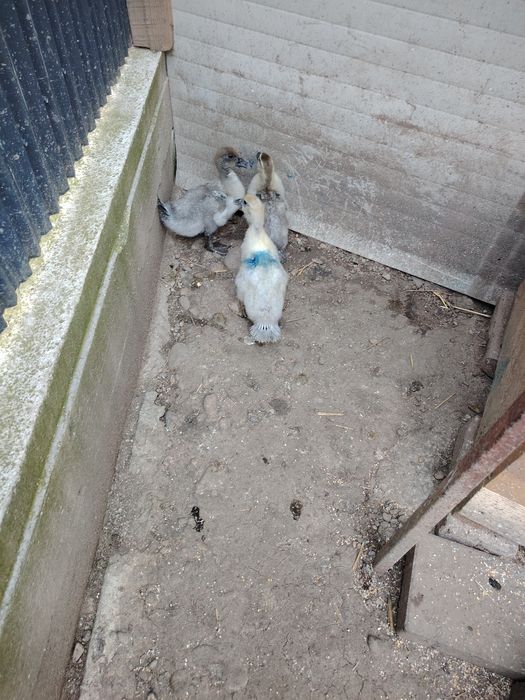 Boboci rata muta leseasca. Rate rățoi rățuște