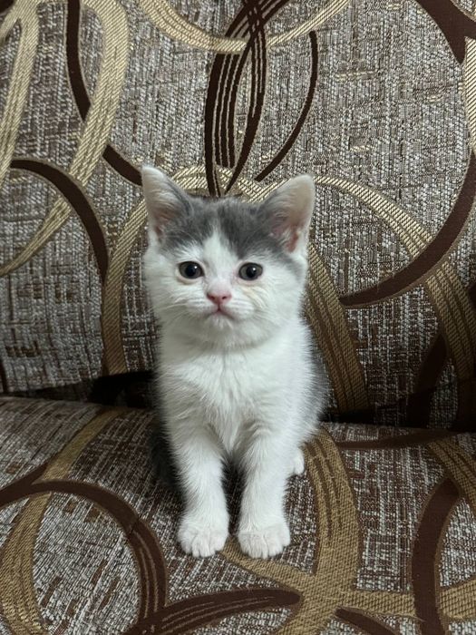 Скотиш страйт котята