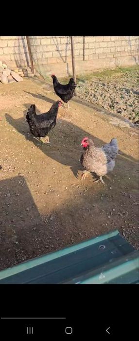 Xonaki tovuqlar sotiladi