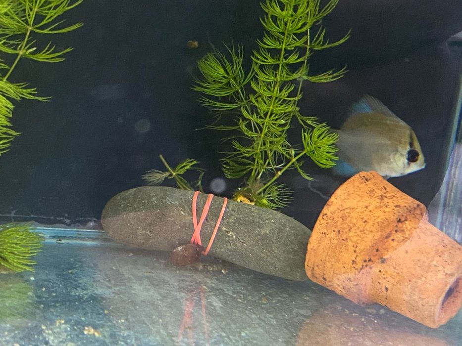 Дискусы подростки