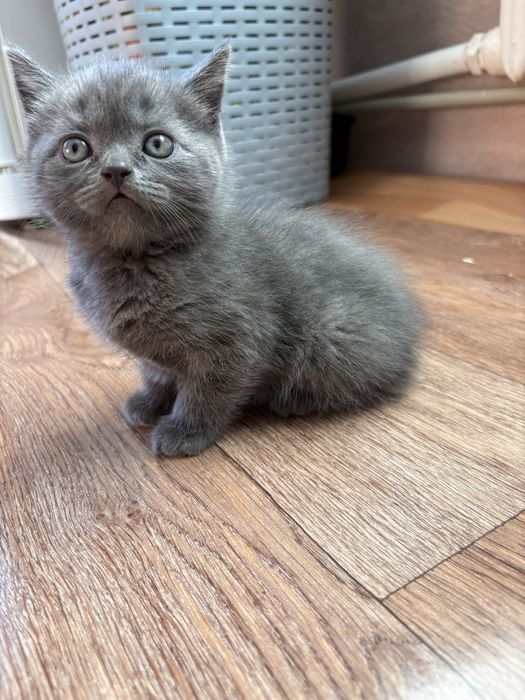 Продам котенка ( мальчик)