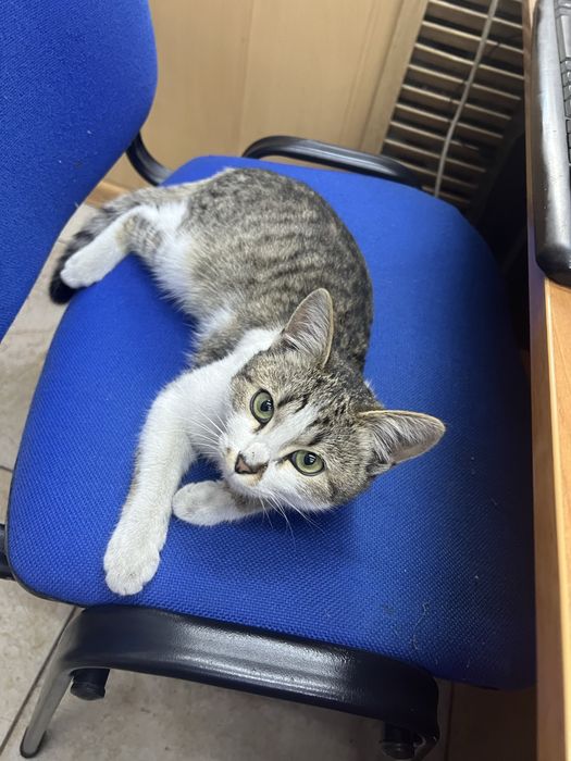 Отдадим котенка  девочка в добрые руки