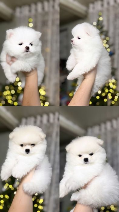 Продам шпицов мини мишки