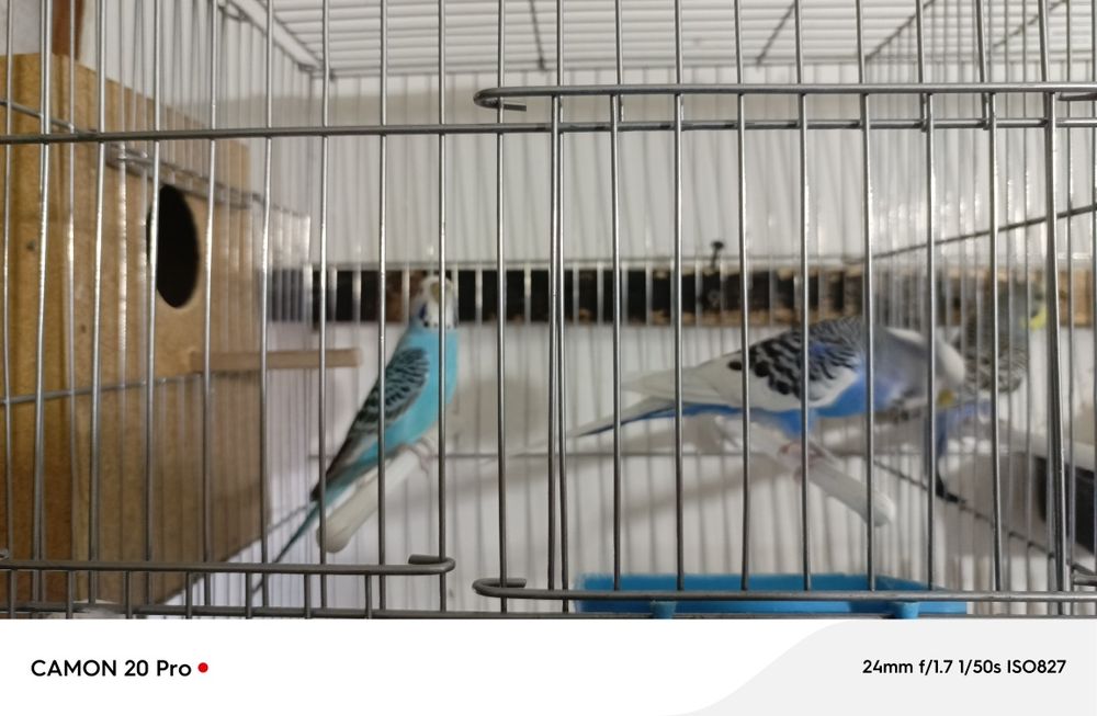 Папугай валнисти оптим