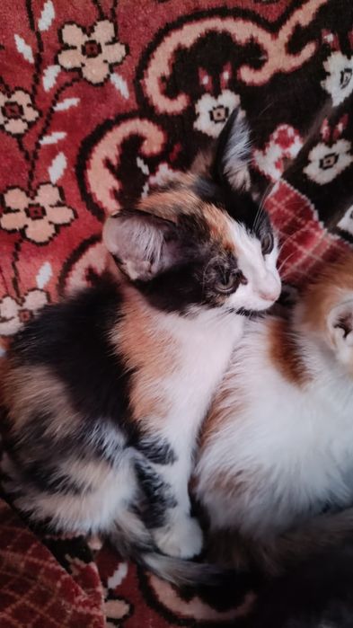 Отдам котят в добрые руки.