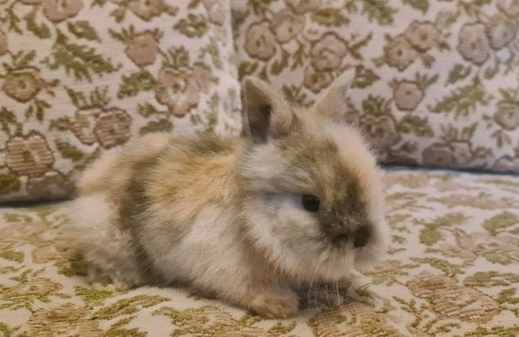 Iepurasi pitici de companie rasa cap de leu