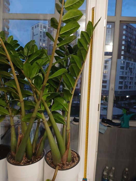 Долларовое дерево