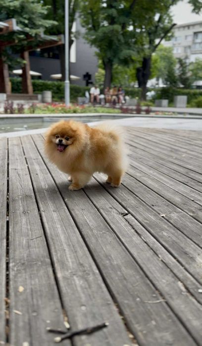 Померан Момичета с Родословие FCI