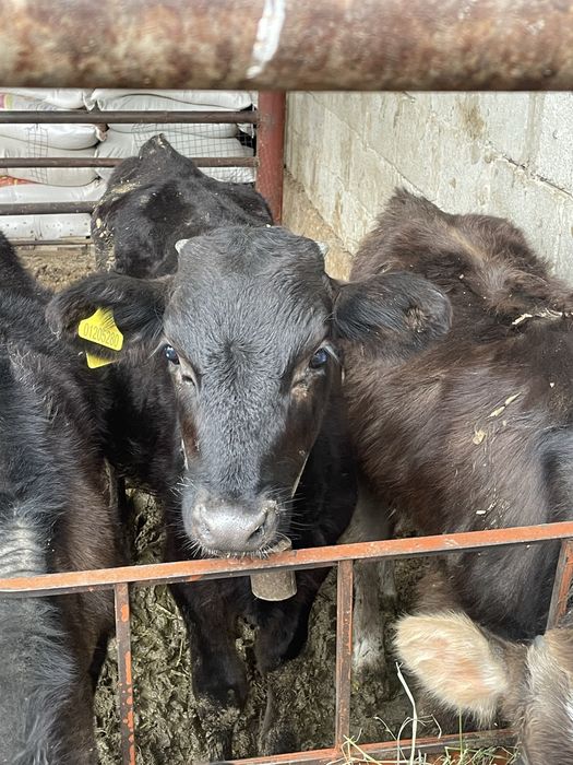 Продам две коровы с теленком