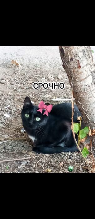 Чёрная красавица