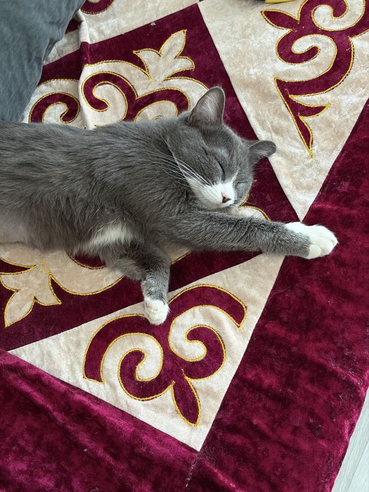 Шотландская прямоухая кошка