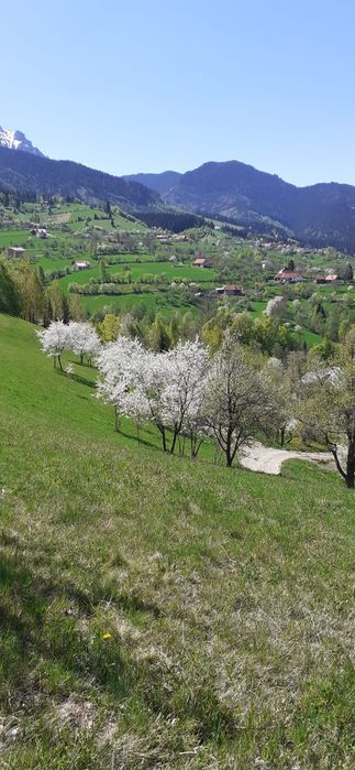 Vând teren în Bran-Sohodol