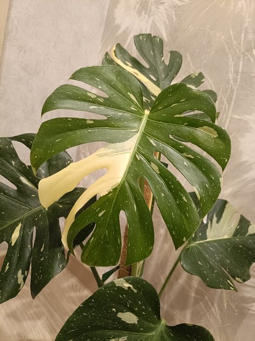 Монстера тайское созвездие