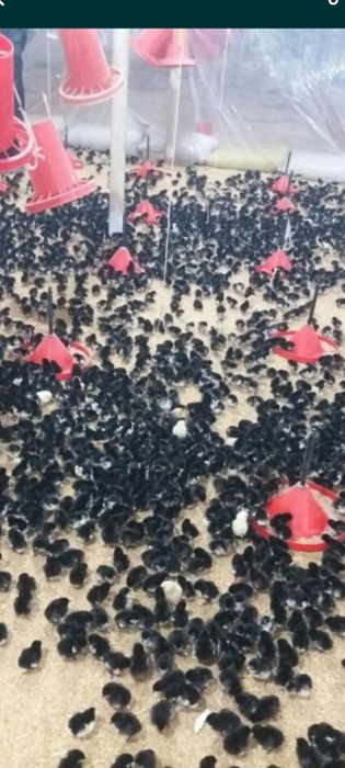 Андижон Кора товук жужалари ва тухумлари сотилади