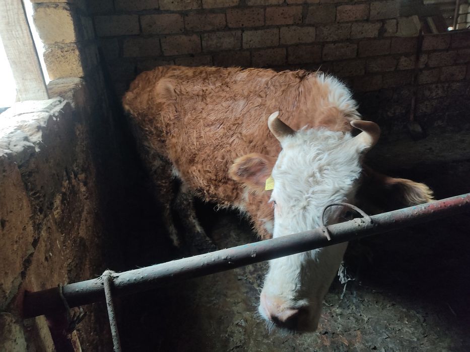 Қысыр жас сиыр сатылады