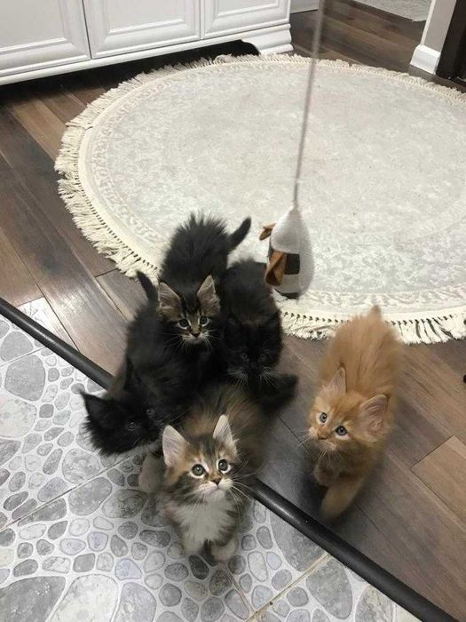 Котята породы Мейн-кун