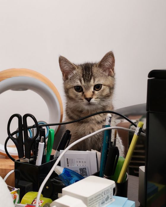 Продам котенка Алматы