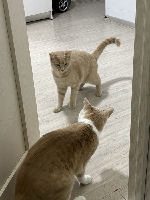 Отдам кота кастрированный