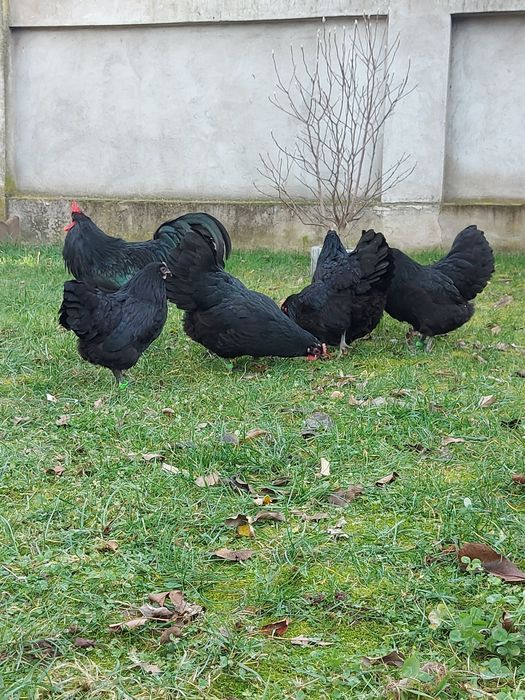 Oua australorp negru și albastru