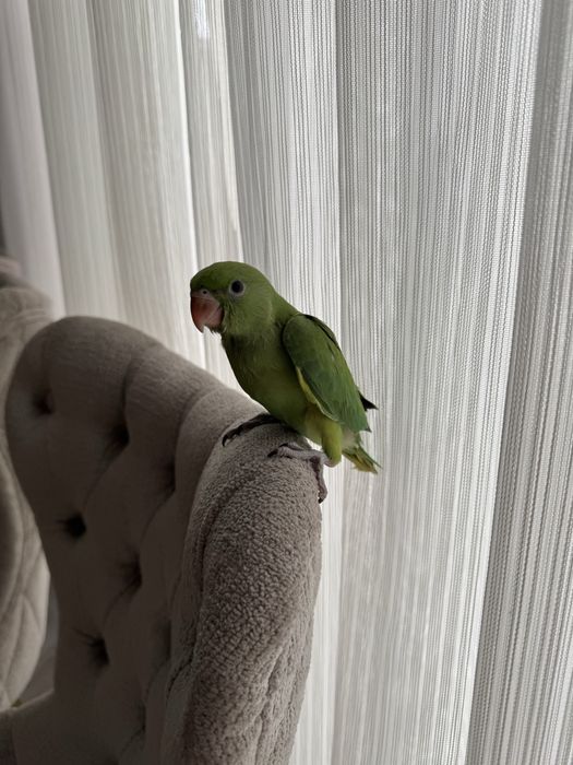 Ajereliya ruchnoy Ажерелия