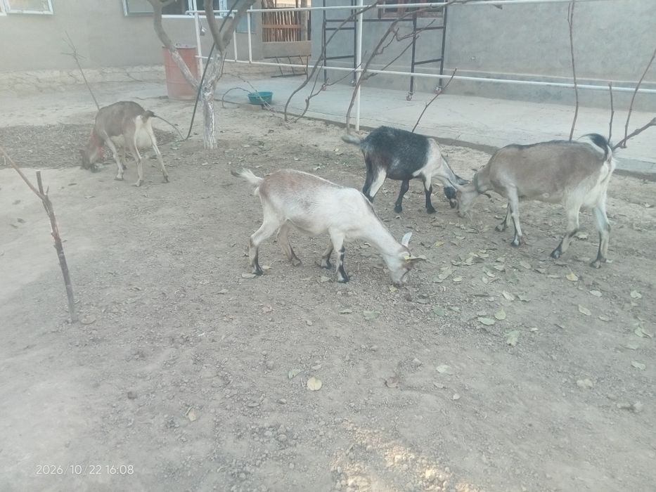 Альпински шыбыштар