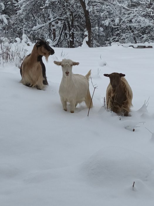 Vând capre tinere gestante