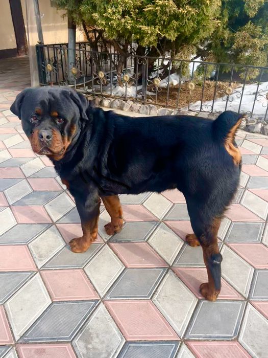 Кобель на случку