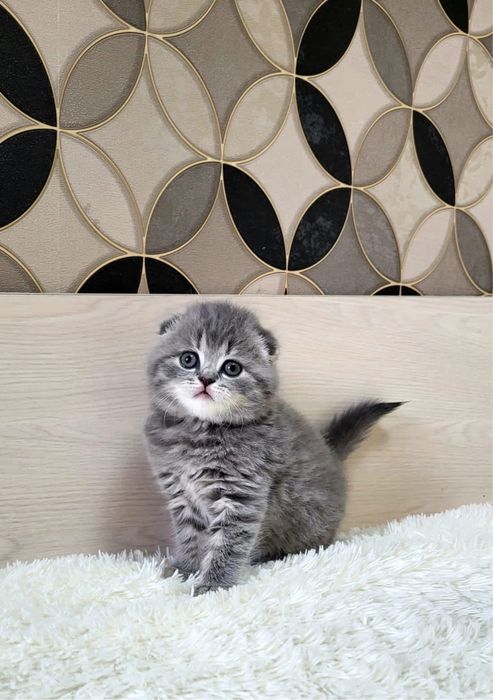 Шотландские скоттиш фолд