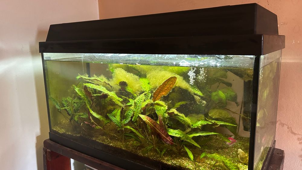 Acvariu Juwel - 60 L