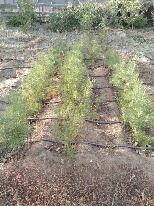 Продаю Саженцы Сосны.