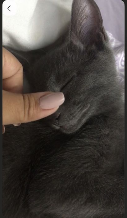 В добрые руки котят