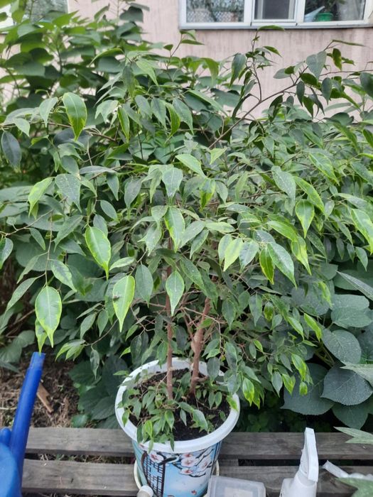 Комнатные растения