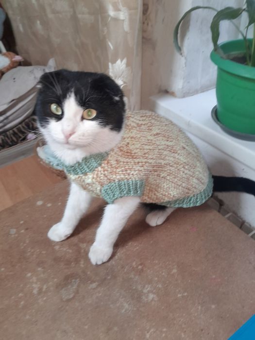 Одежда для собак и кошек