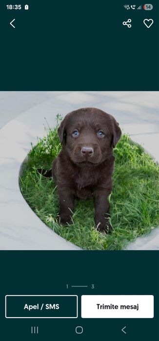 Labrador retriever pedigree