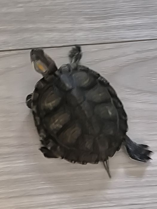 Красноухая черепаха