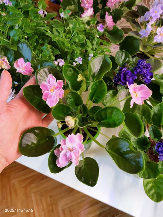 Сортовые фиалки сенполии