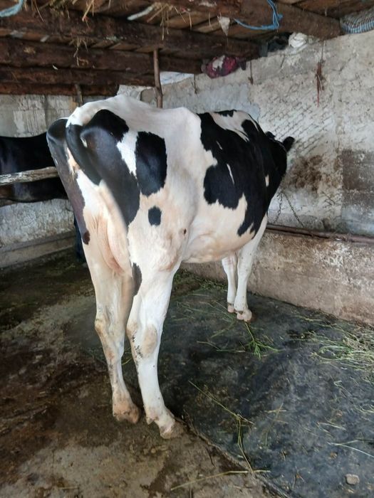 De vînzare două vaci cu lapte