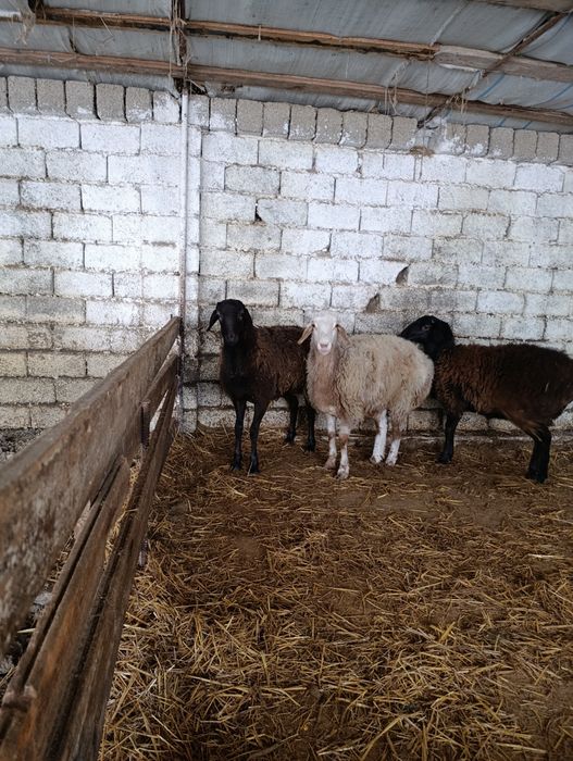 Сотилади Солу 2 та.6500 млн