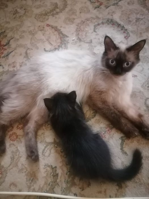 Отдам котёнка бесплатно